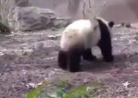 大熊猫宝新已去世 死因正在调查