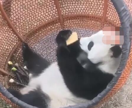 招聘大熊猫饲养员数百份简历零录取 内幕曝光简直太意外了