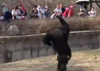 猩猩被游客扔瓶子砸头后扔回反击 内幕曝光简直太意外了