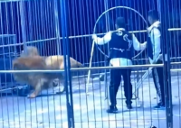 警方回应马戏团狮子出逃冲向观众席 内幕曝光简直太意外了