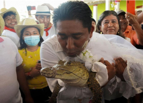墨西哥一市长连续2年与鳄鱼结婚 背后真相实在让人惊愕