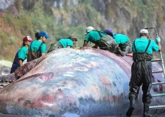 抹香鲸尸体中被发现9.5公斤龙涎香 背后真相实在让人惊愕