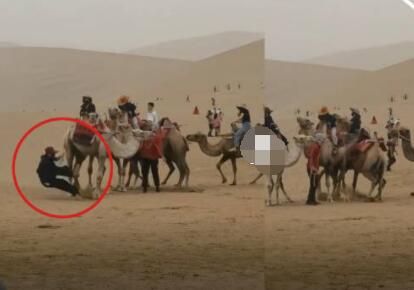 景区骆驼奔向驼队吓倒游客 背后真相实在让人惊愕