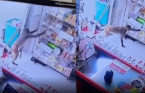 猴子4小时去超市连偷3次 背后真相实在让人惊愕