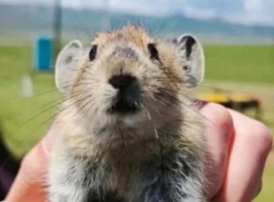 祁连山草原游客手抓鼠兔拍照 背后真相实在让人惊愕