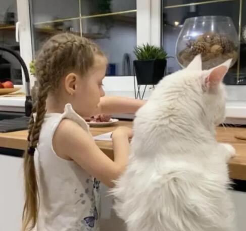 俄罗斯一只猫和4岁儿童一样高 内幕曝光简直太意外了