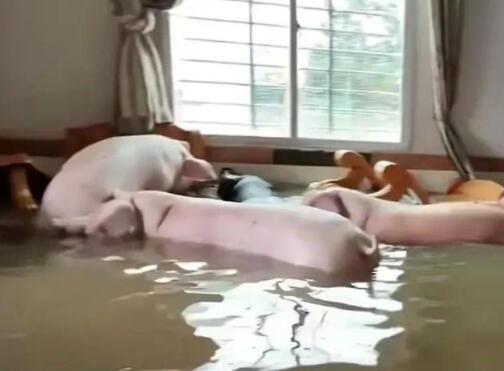 住户一楼被水淹 竟还冲来8只肥猪 背后真相实在让人惊愕