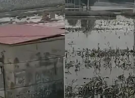 涿州大量庄稼仍泡在水中 背后真相实在让人惊愕