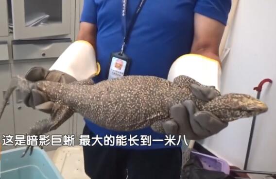 北京大兴出现一只一米长巨型蜥蜴 背后真相实在让人惊愕