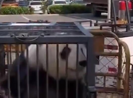大熊猫美生返乡被直播博主拦车截停 背后真相实在让人惊愕