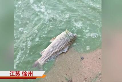 徐州一湖水质呈绿色出现死鱼 背后真相实在让人惊愕