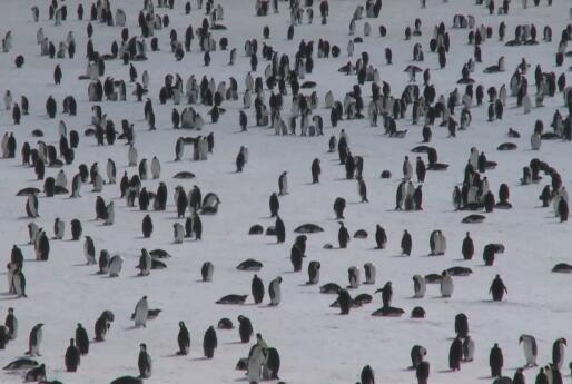 南极海冰融化致帝企鹅幼鸟被淹死 内幕曝光简直太意外了