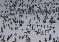 南极海冰融化致帝企鹅幼鸟被淹死 内幕曝光简直太意外了