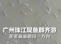 广州珠江水面现鱼群齐游 内幕曝光简直太罕见了