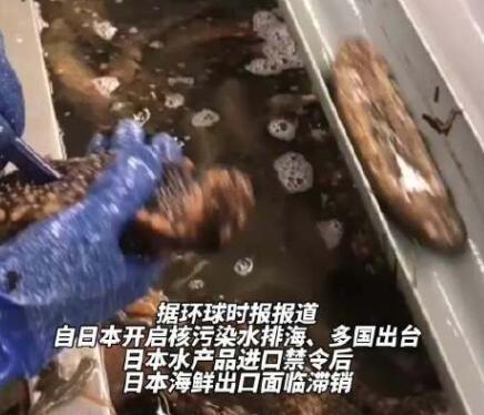日本养殖户诉苦两亿头海参没处卖 背后真相实在让人惊愕