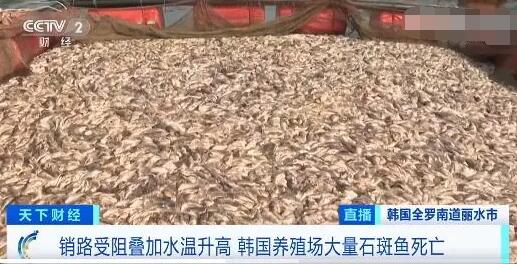 韩国石斑鱼大量死亡 背后真相实在让人惊愕