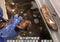 日本养殖户诉苦两亿头海参没处卖 内幕曝光简直太意外了