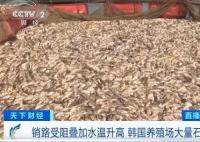 韩国石斑鱼大量死亡 内幕曝光简直太意外了