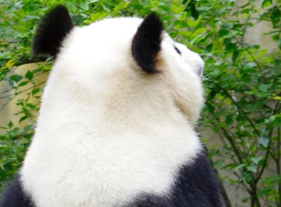 大熊猫花花没有妈妈了 背后真相实在让人惊愕