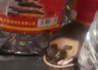 老鼠咬坏白酒桶醉倒在超市 内幕曝光简直太意外了