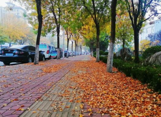淄博36条道路实行“落叶缓扫” 这也太美了吧