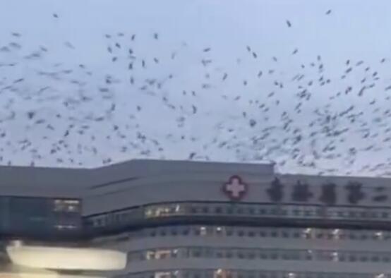 吉林一医院上空有大量飞鸟盘旋 画面曝光简直太意外了