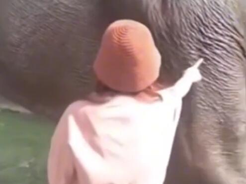 游客在越南摸大象被大象直接放倒 背后真相实在让人惊愕